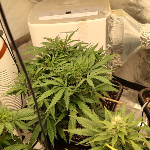 Z-up growlog timeline photo