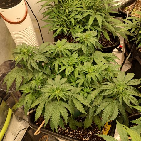 Purple haze auto  growlog timeline photo