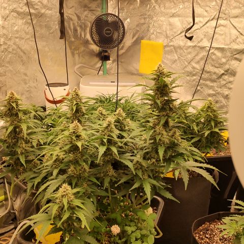 Purple haze auto  growlog timeline photo
