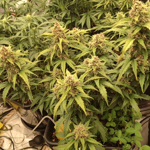Purple haze auto  growlog timeline photo