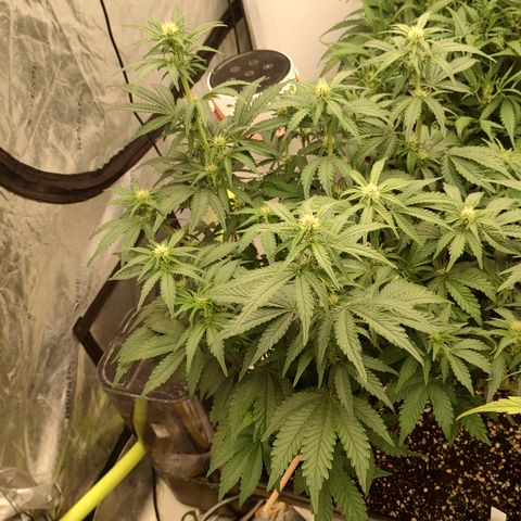 Purple haze auto  growlog timeline photo
