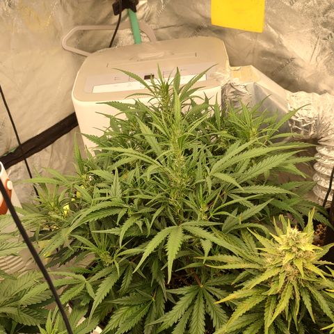 Z-up growlog timeline photo
