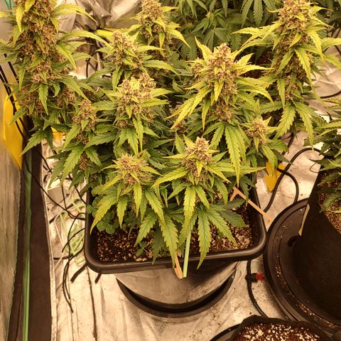 Purple haze auto  growlog timeline photo