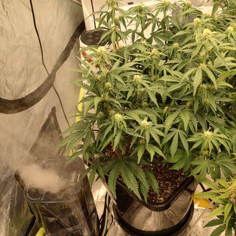 Purple haze auto  growlog timeline photo