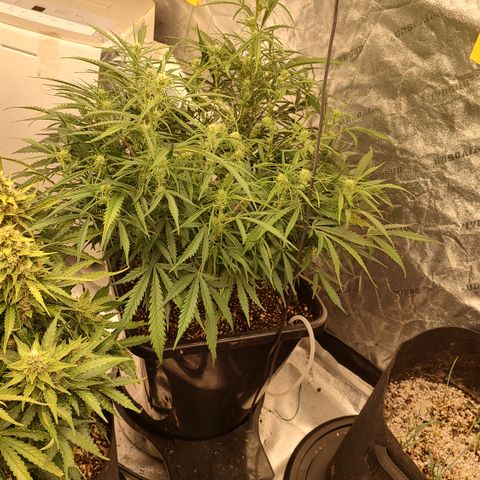 Z-up growlog timeline photo