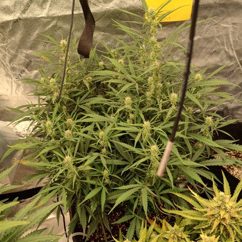 Z-up growlog timeline photo