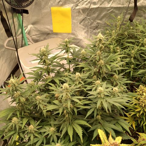 Purple haze auto  growlog timeline photo