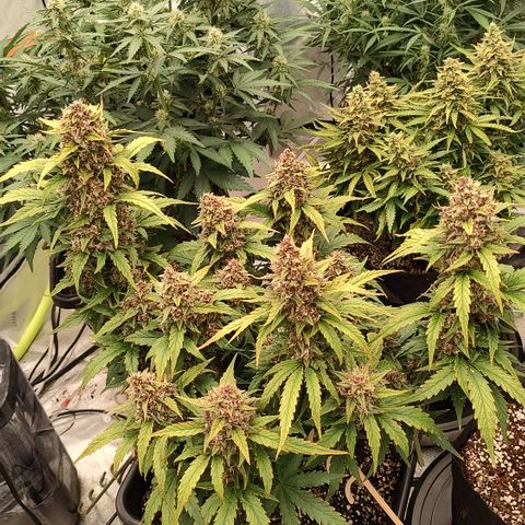 Purple haze auto  growlog timeline photo