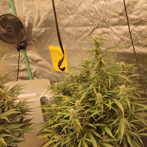 Z-up growlog timeline photo