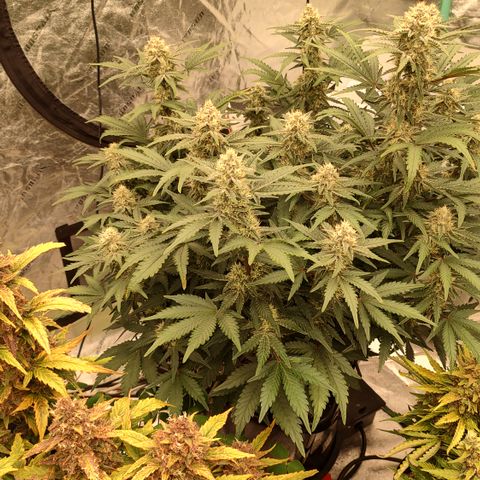 Purple haze auto  growlog timeline photo