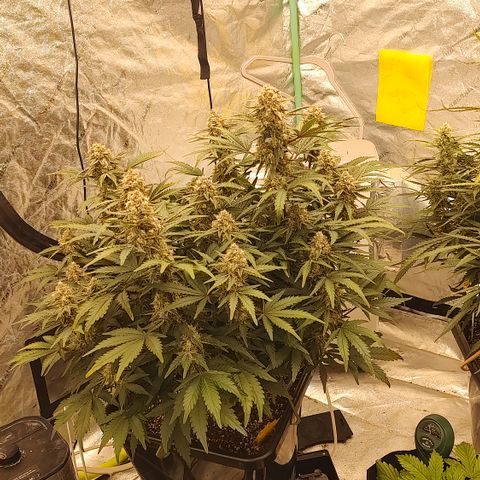 Purple haze auto  growlog timeline photo