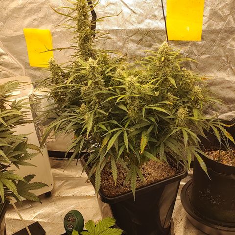 Z-up growlog timeline photo