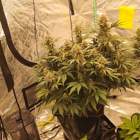 Purple haze auto  growlog timeline photo