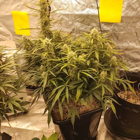 Z-up growlog timeline photo