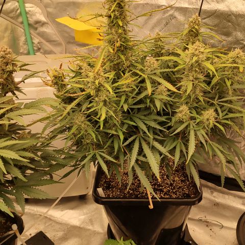 Z-up growlog timeline photo