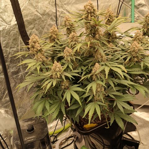 Purple haze auto  growlog timeline photo