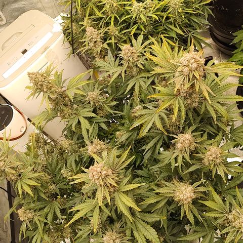 Purple haze auto  growlog timeline photo