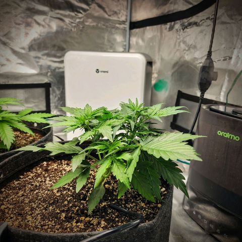 Cookies Gelato Automatic growlog timeline photo