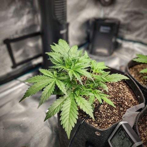 Cookies Gelato Automatic growlog timeline photo
