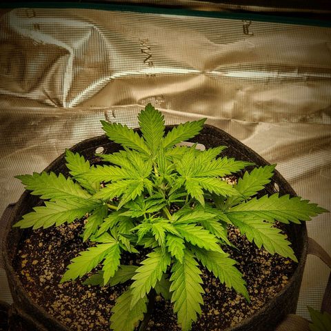 Royal AK Automatic growlog timeline photo