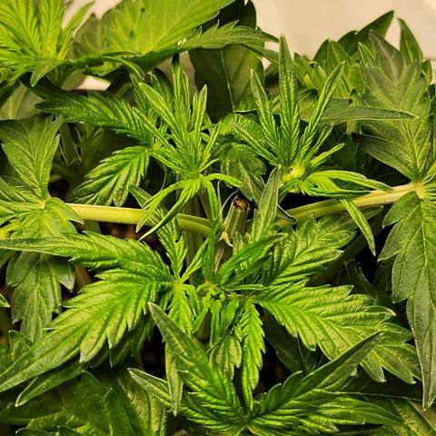 Cookies Gelato Automatic growlog photo: Topped