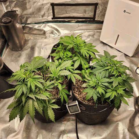 Cookies Gelato Automatic growlog photo: More LST