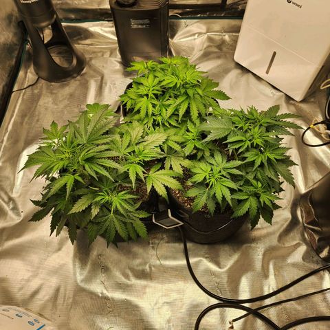 Cookies Gelato Automatic growlog photo: Explosive growth/stretch. Appears CG #2 is in preflower already. Topped CG #1 is growing without missing a beat. 