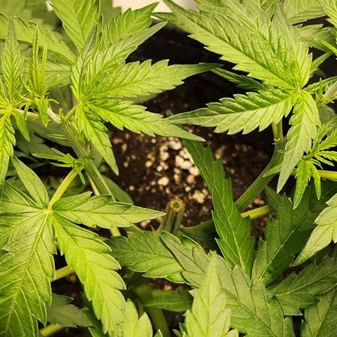 Royal AK Automatic growlog photo: Woke up to a snapped main stalk 6 nodes down. 😑