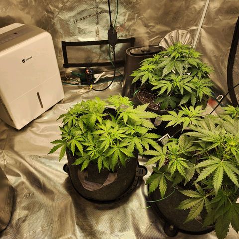 Royal AK Automatic growlog photo: Woke up to a snapped main stalk 6 nodes down. 😑