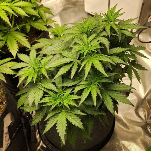 Cookies Gelato Automatic growlog timeline photo