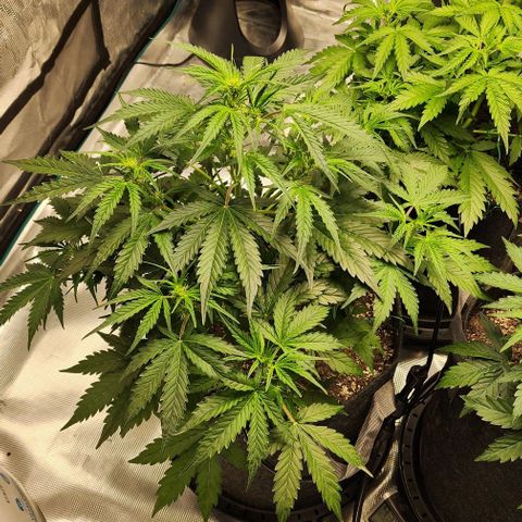 Cookies Gelato Automatic growlog timeline photo