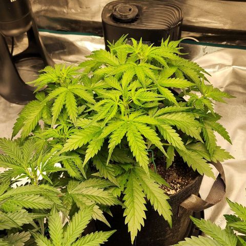 Royal AK Automatic growlog timeline photo
