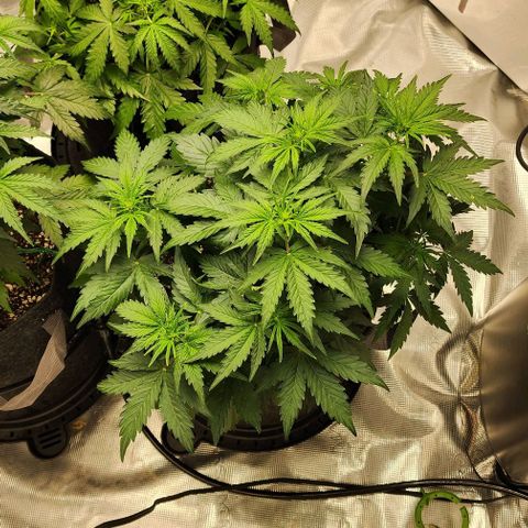 Cookies Gelato Automatic growlog timeline photo