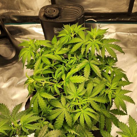 Royal AK Automatic growlog timeline photo