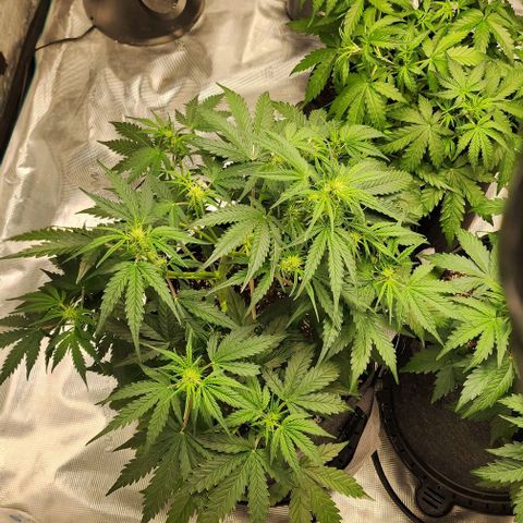 Cookies Gelato Automatic growlog timeline photo