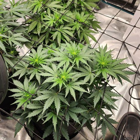 Cookies Gelato Automatic growlog timeline photo