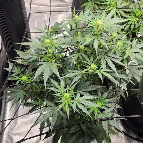 Cookies Gelato Automatic growlog timeline photo