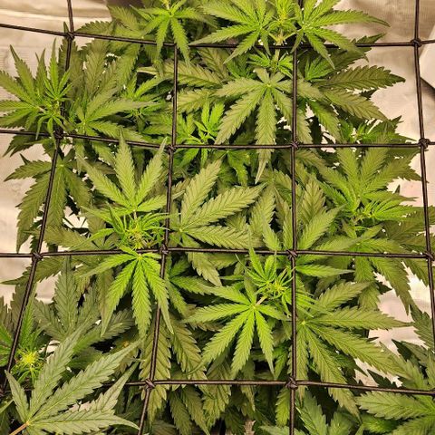 Royal AK Automatic growlog timeline photo