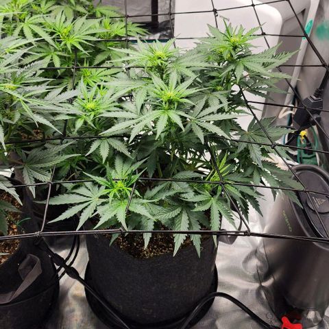 Cookies Gelato Automatic growlog timeline photo