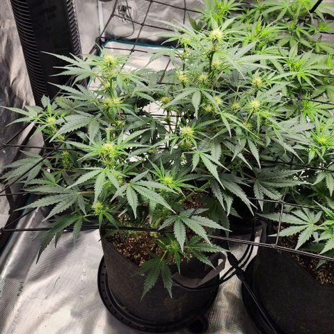 Cookies Gelato Automatic growlog timeline photo