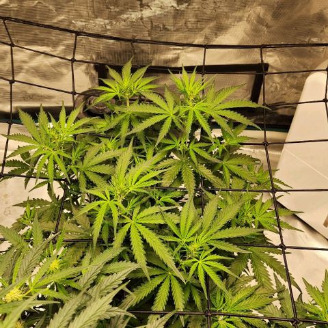 Royal AK Automatic growlog timeline photo