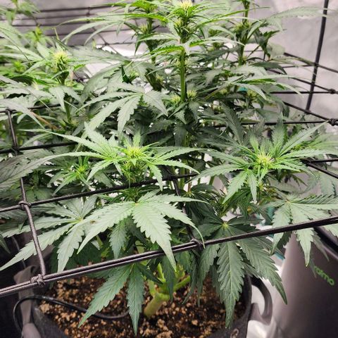Cookies Gelato Automatic growlog timeline photo