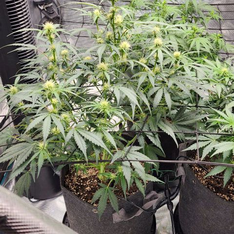 Cookies Gelato Automatic growlog timeline photo