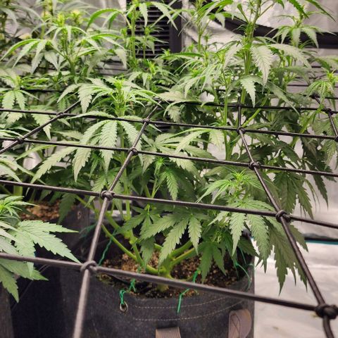 Royal AK Automatic growlog timeline photo