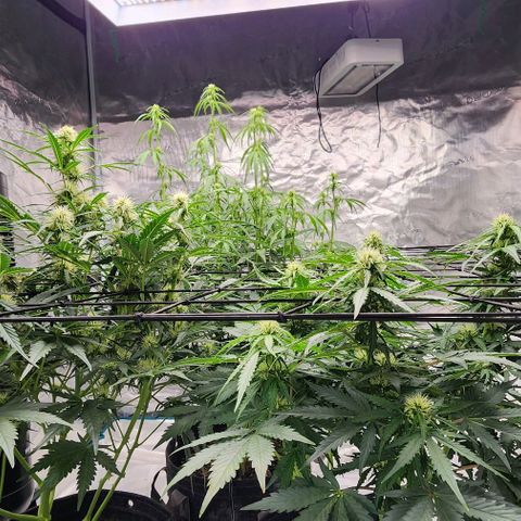 Cookies Gelato Automatic growlog photo: Ak height is going to be a problem. 