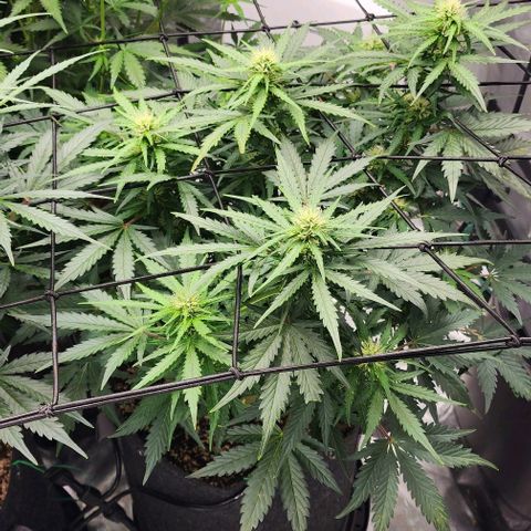 Cookies Gelato Automatic growlog timeline photo