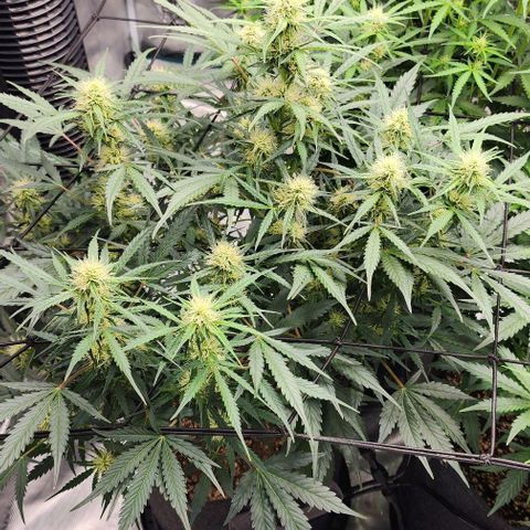 Cookies Gelato Automatic growlog timeline photo