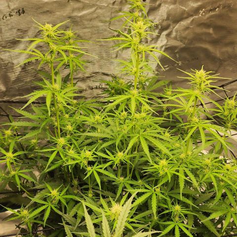 Royal AK Automatic growlog timeline photo