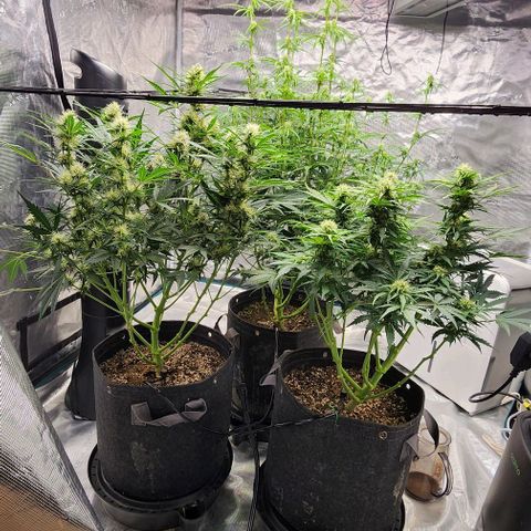 Cookies Gelato Automatic growlog timeline photo