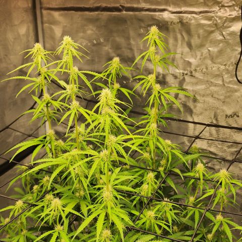 Royal AK Automatic growlog timeline photo